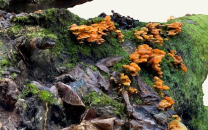 Mushrooms, fungi