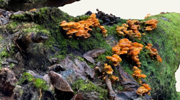Mushrooms, fungi