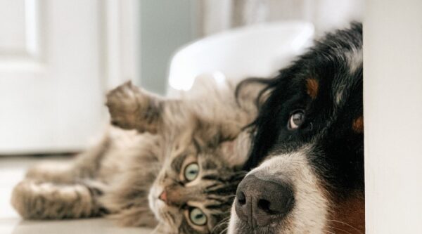 Dog and cat- Credit: Louis-Philippe Poitras, Unsplash