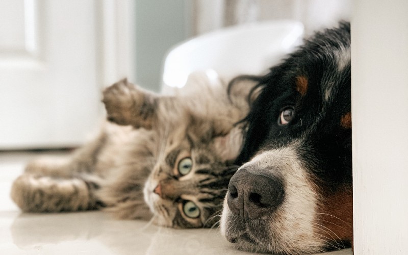 Dog and cat- Credit: Louis-Philippe Poitras, Unsplash