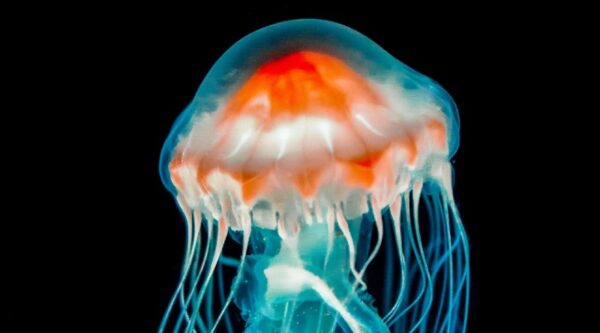 Jellyfish. Credit: Nikolay Kovalenko, Unsplash