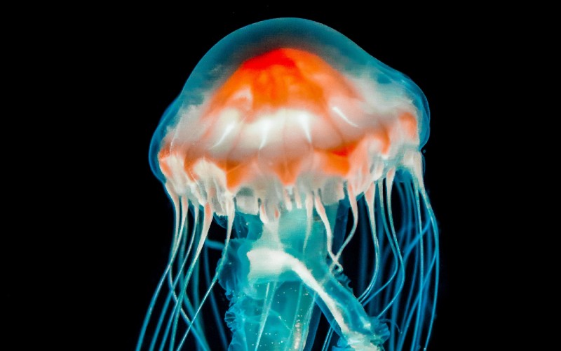 Jellyfish. Credit: Nikolay Kovalenko, Unsplash