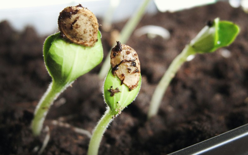 Cannabis seedlings. Credit: Jen Theodore, Unsplash