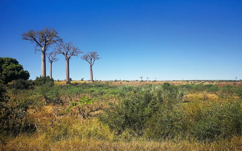 Baobab trees